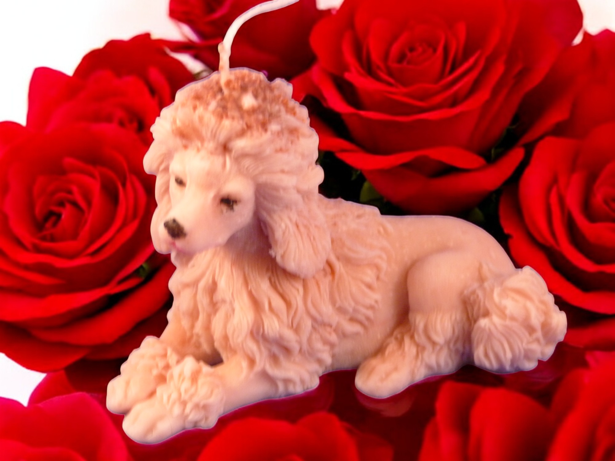 Koningspoedel Kaars (image for) Koningspoedel Kaars